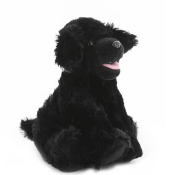 Black Labrador