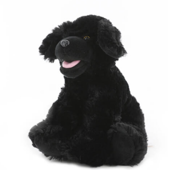 Black Labrador